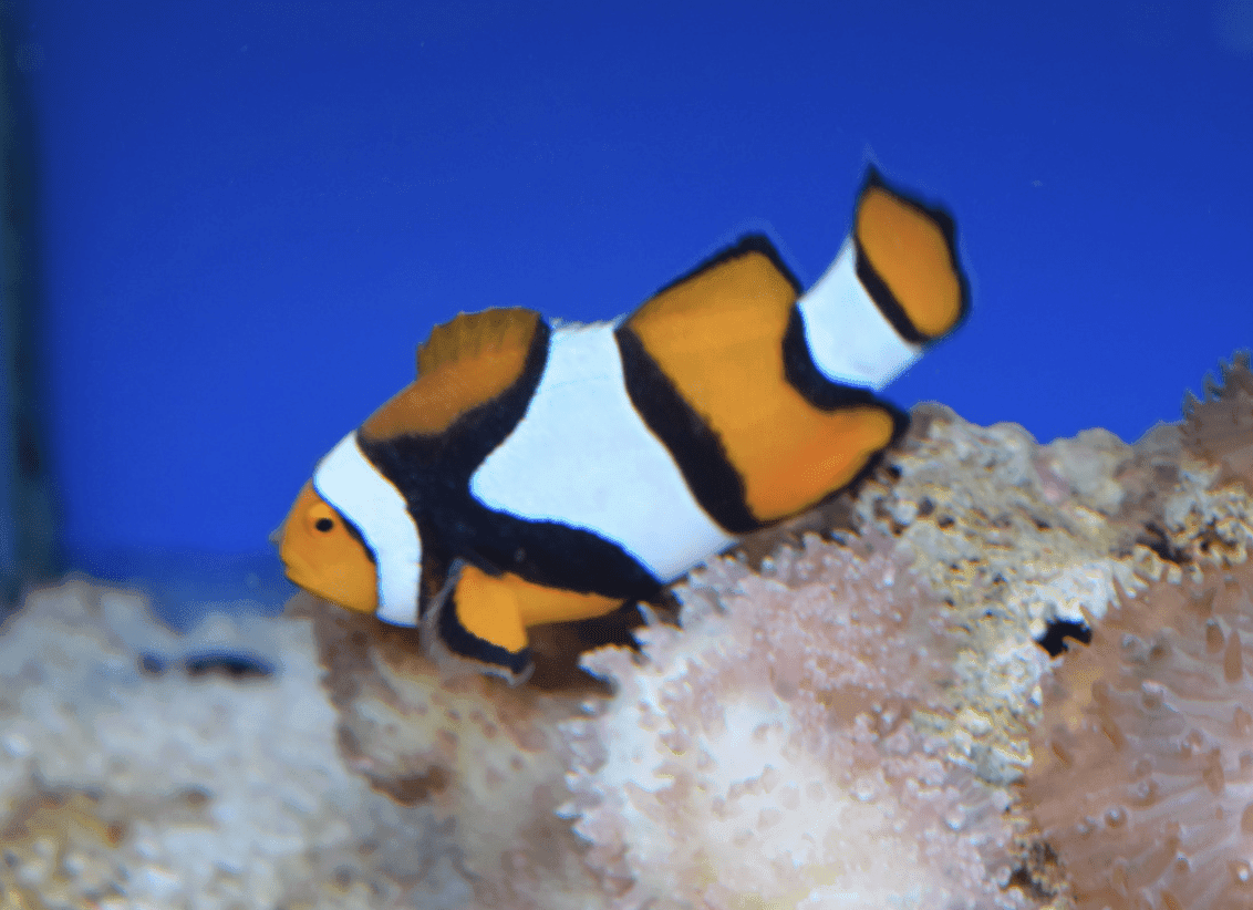 Peixos Molls