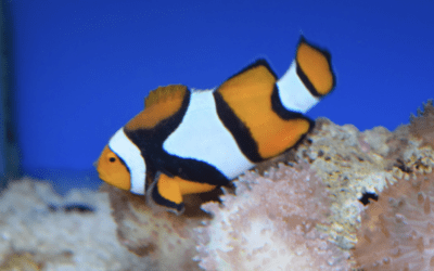 Peixos Molls